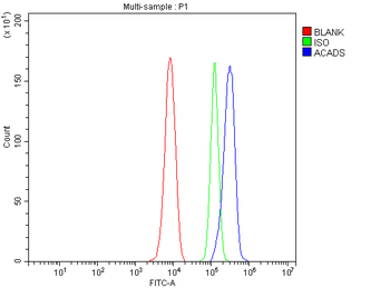 ACADS/SCAD Antibody