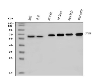 SPAK/STK39 Antibody