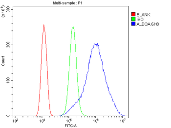 Aldolase/ALDOA Antibody (monoclonal, 6H8)