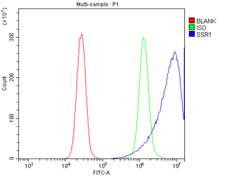 TRAP alpha/TRAPA/SSR1 Antibody