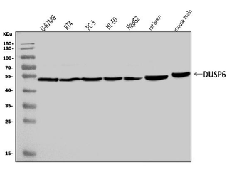 DUSP6 Antibody