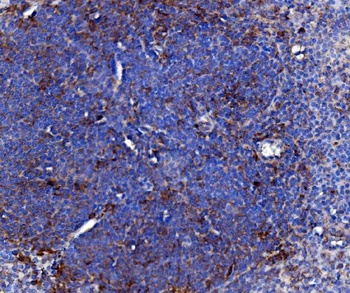 Anti-Cd163 Antibody Picoband