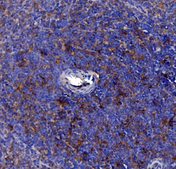 Anti-Cd163 Antibody Picoband