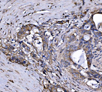 FXR1 Antibody