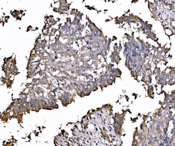 FXR1 Antibody