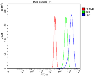 Paxillin/PXN Antibody