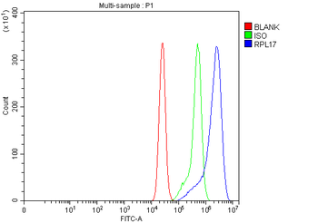 RPL17 Antibody