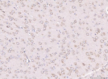 RPL29 Antibody