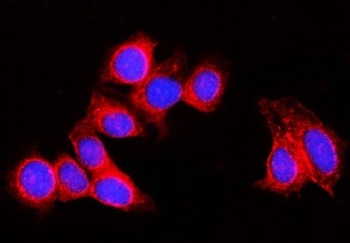 RPL29 Antibody