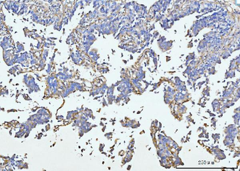 COL6A1 Antibody