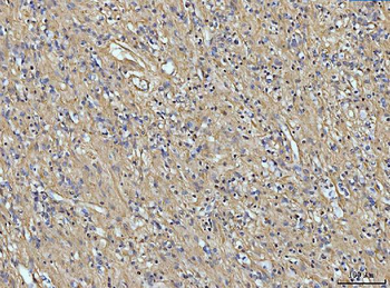 COL6A1 Antibody
