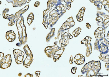 COL6A1 Antibody