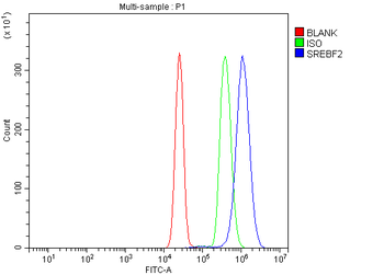SREBP2/SREBF2 Antibody