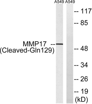 Cleaved-MMP-17 (Q129) antibody