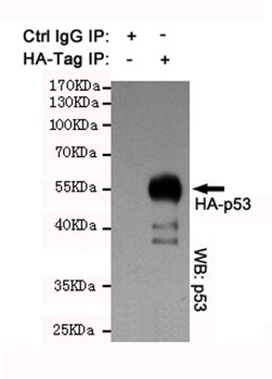 HA-tag rabbit pAb Antibody