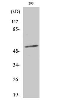 Synaptotagmin 1/2 (phospho Thr202/199) rabbit pAb Antibody