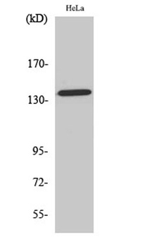Amyloid-β (phospho Thr743) rabbit pAb Antibody