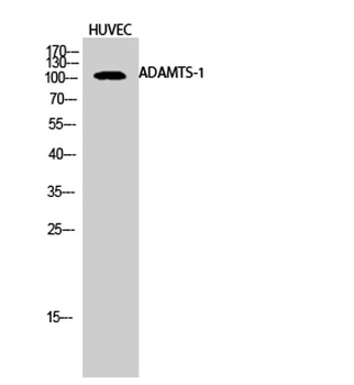 ADAMTS-1 antibody