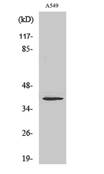 Myogenin rabbit pAb Antibody
