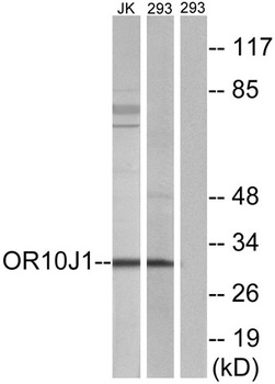 Olfactory receptor 10J1 antibody