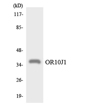 Olfactory receptor 10J1 antibody