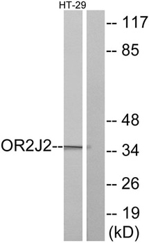 Olfactory receptor 2J2 antibody