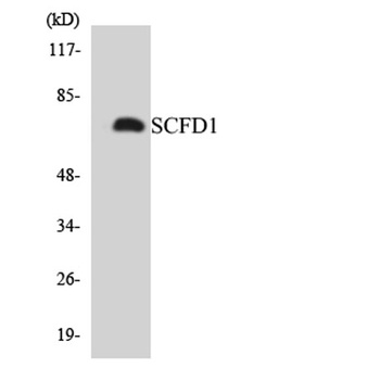 SCFD1 antibody