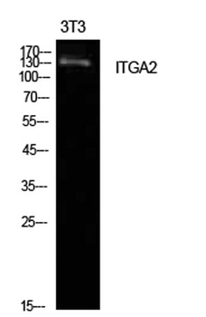 Integrin α2 rabbit pAb