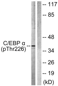 C/EBP alpha (phospho-Thr226) antibody