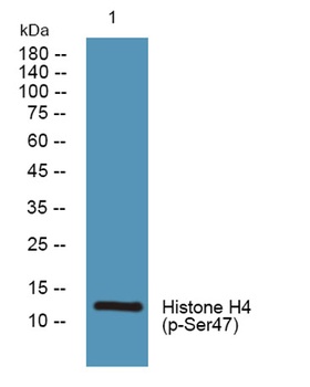 Histone H4 (phospho-Ser47) antibody