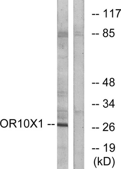Olfactory receptor 10X1 antibody
