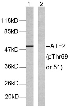 ATF-2 (phospho-Thr69) antibody
