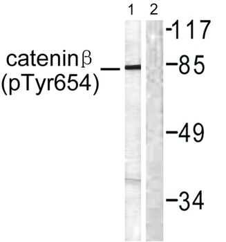 Catenin-beta (phospho-Tyr654) antibody