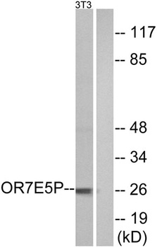 Olfactory receptor 7E5P antibody