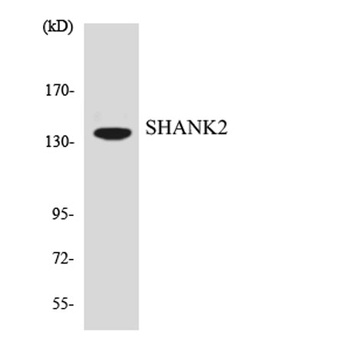 Shank 2 antibody