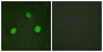 Histone H3.3 (phospho-Ser31) antibody
