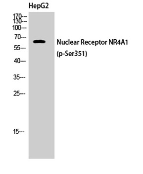 Nur77 (phospho Ser351) rabbit pAb