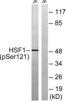HSF1 (phospho-Ser121) antibody