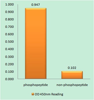AQP2 (phospho Ser256) rabbit pAb