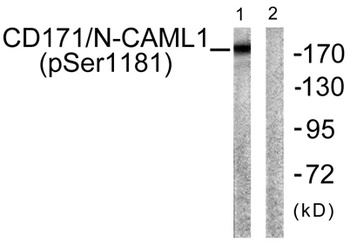 NCAM-L1 (phospho-Ser1181) antibody