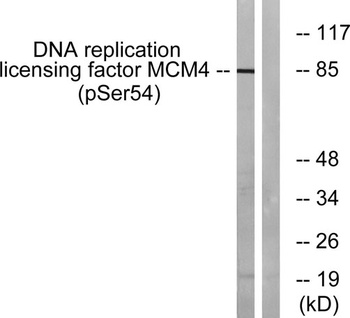 MCM4 (phospho-Ser54) antibody