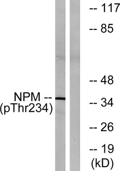 B23 (phospho-Thr234) antibody
