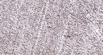 Oct-1 (phospho-Ser385) antibody