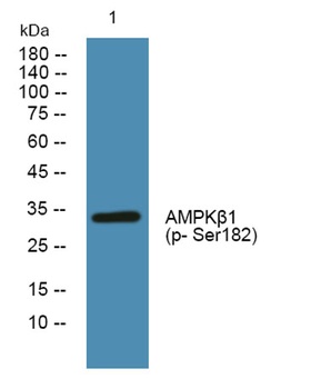 AMPK beta 1 (phospho-Ser182) antibody