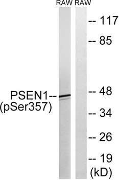 Presenilin 1 (phospho-Ser357) antibody