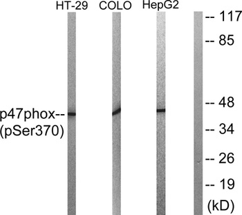 p47-phox (phospho-Ser370) antibody