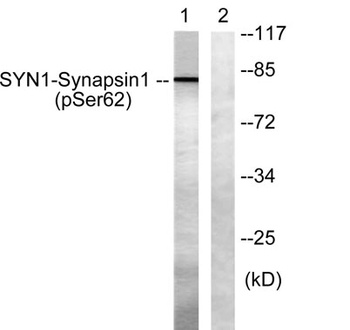 Synapsin I (phospho-Ser62) antibody