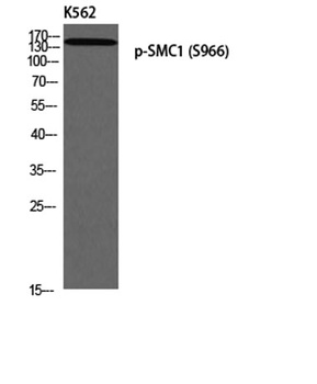 SMC1 (phospho Ser966) rabbit pAb