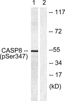Caspase-8 (phospho-Ser347) antibody