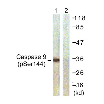 Caspase-9 (phospho-Ser144) antibody